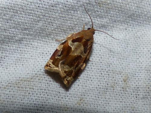Réf. 270 050 : Archips xylosteana